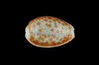 藏品(紅花寶螺)的圖片